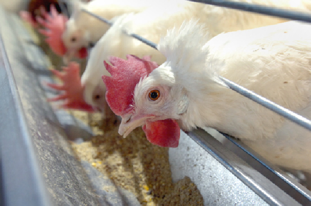 Animal health priority No. 1